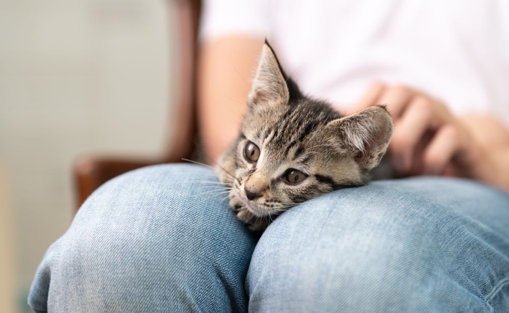 Provide positive, consistent, and predictable human-cat social interaction
