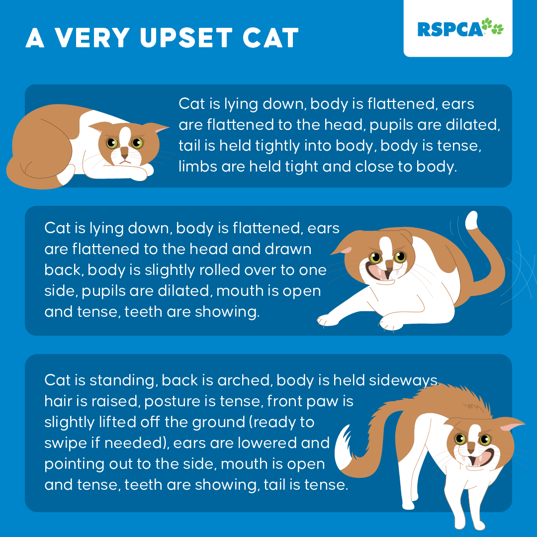 guide angry cat