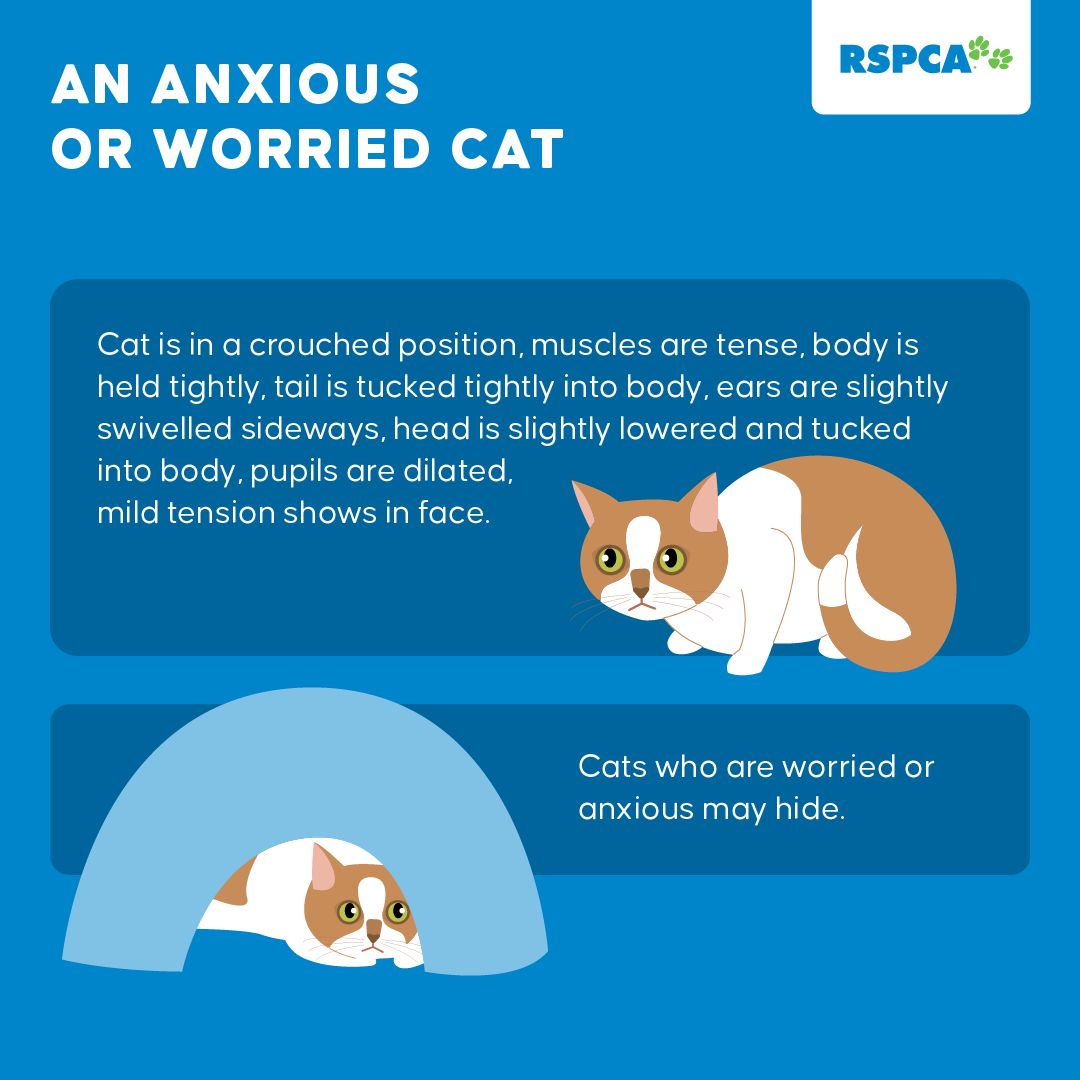 guide anxious cat