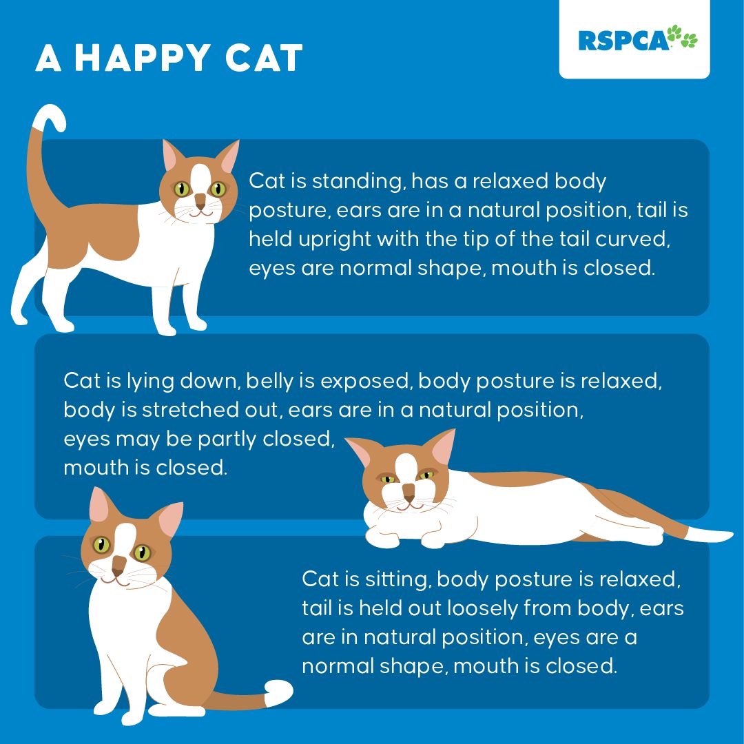 guide happy cat standing