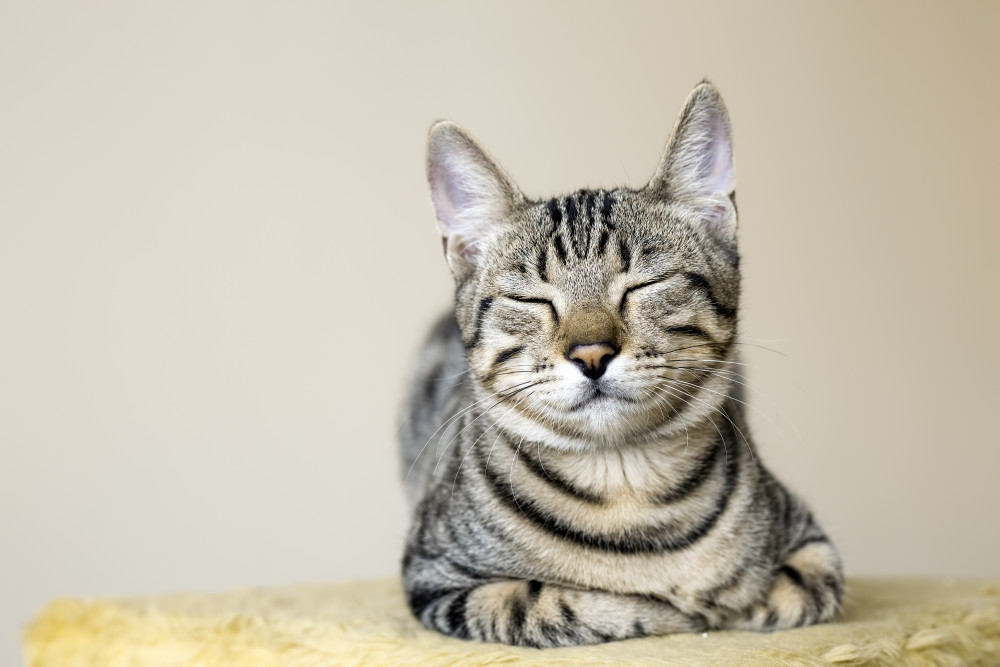 Feline emotions/feelings